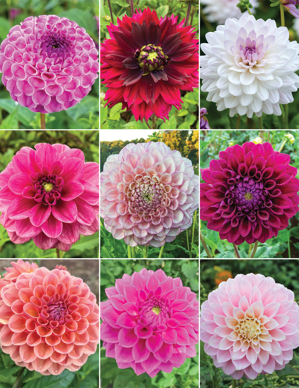 Dahlias 'A Time for Romance' Collection