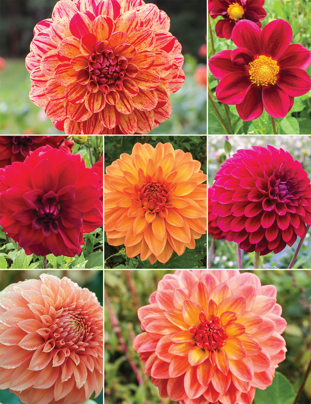 Warm Tone Dahlias Collection