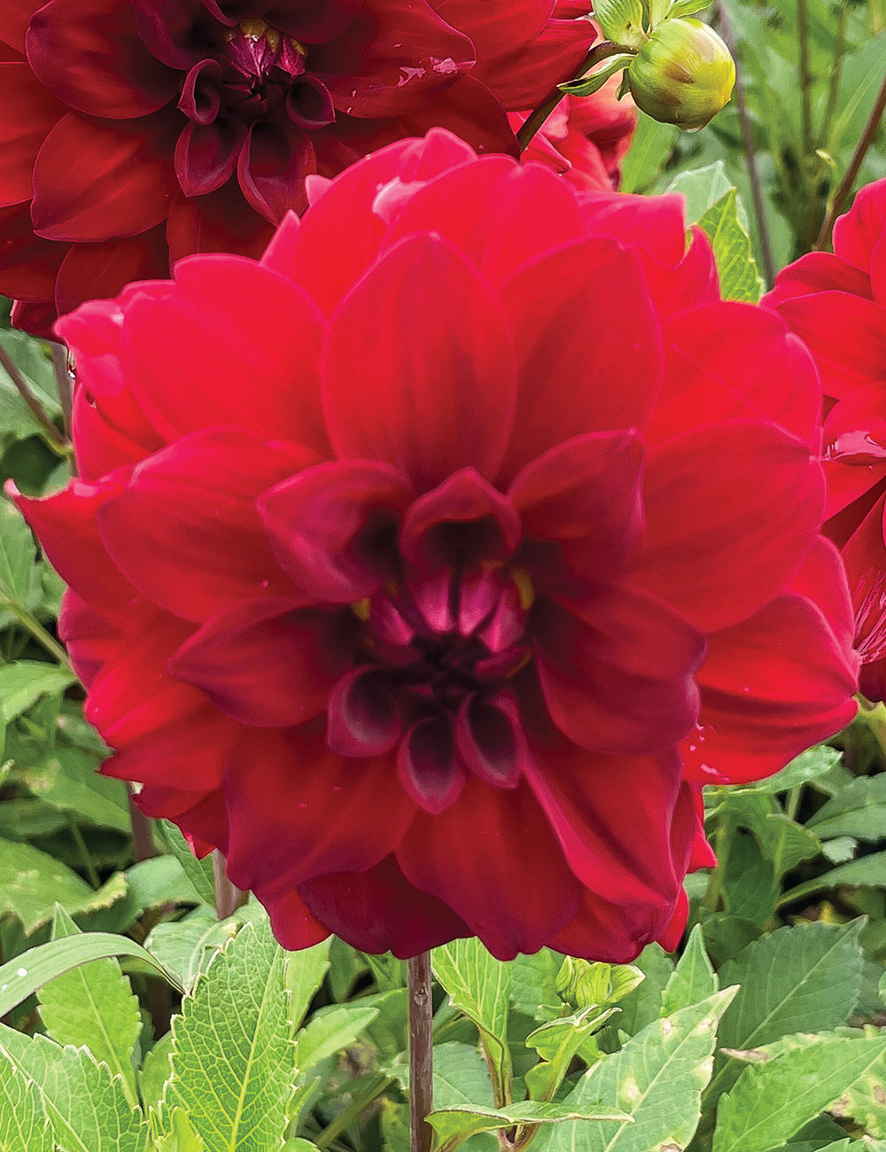 Dahlia 'Dracula's Kiss'
