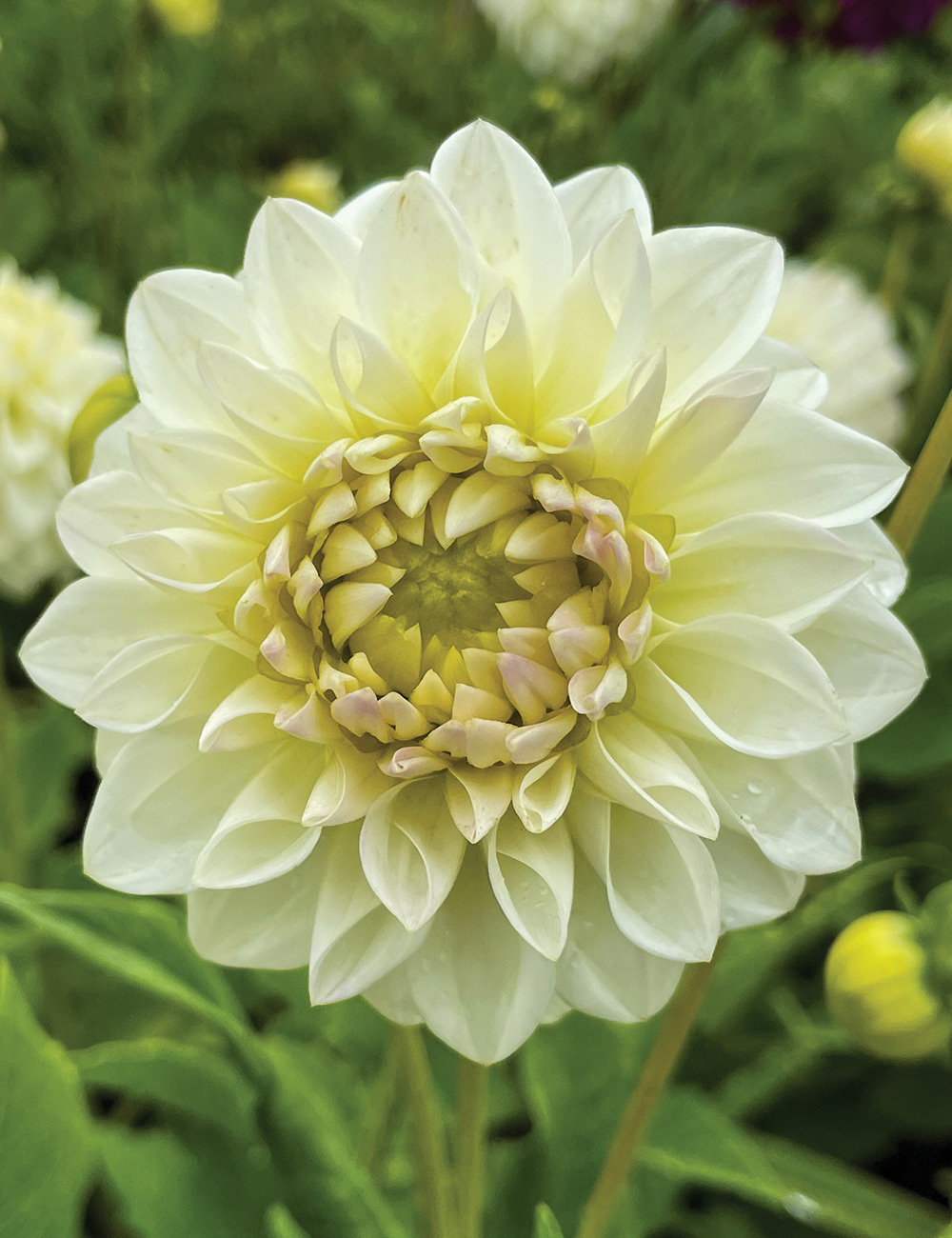 Dahlia 'Puck'