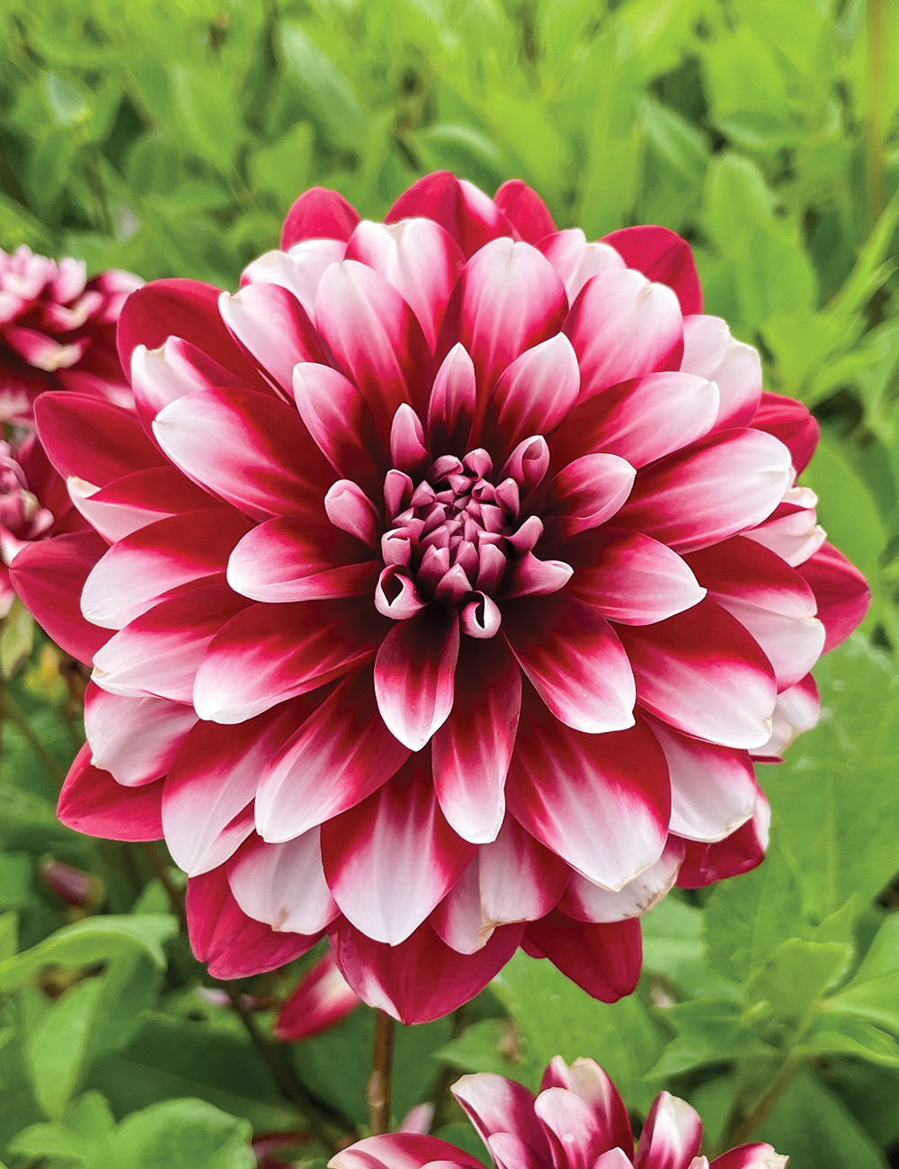 Dahlia 'Raspberry Cream'