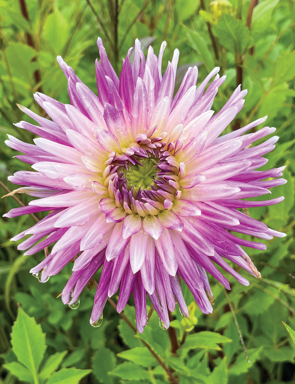 Dahlia 'Moories Sensation'