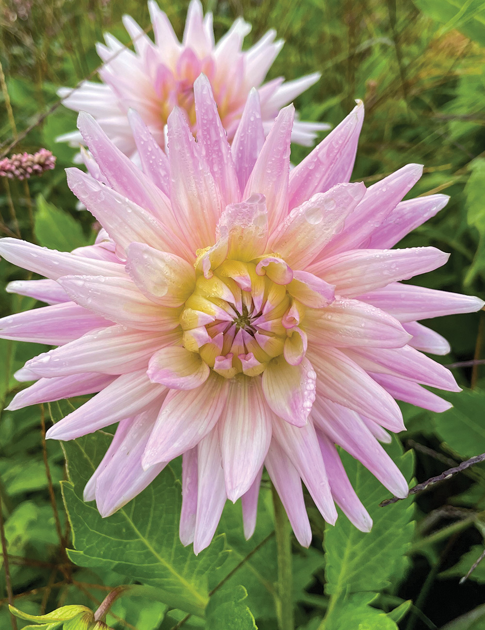 Dahlia 'Nancy's Choice'