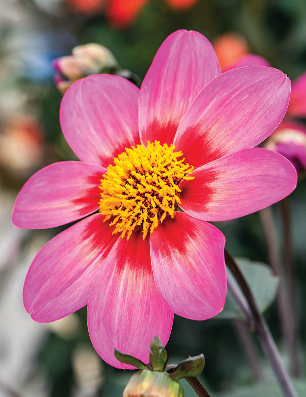 Dahlia Dahlegria 'Apricot Tricolour'