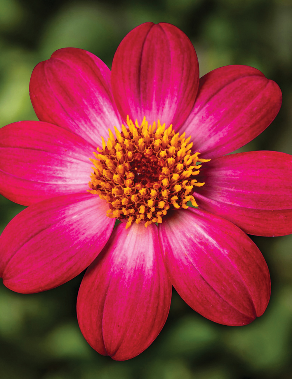 Dahlia Dahlegria 'Magenta Bicolour'