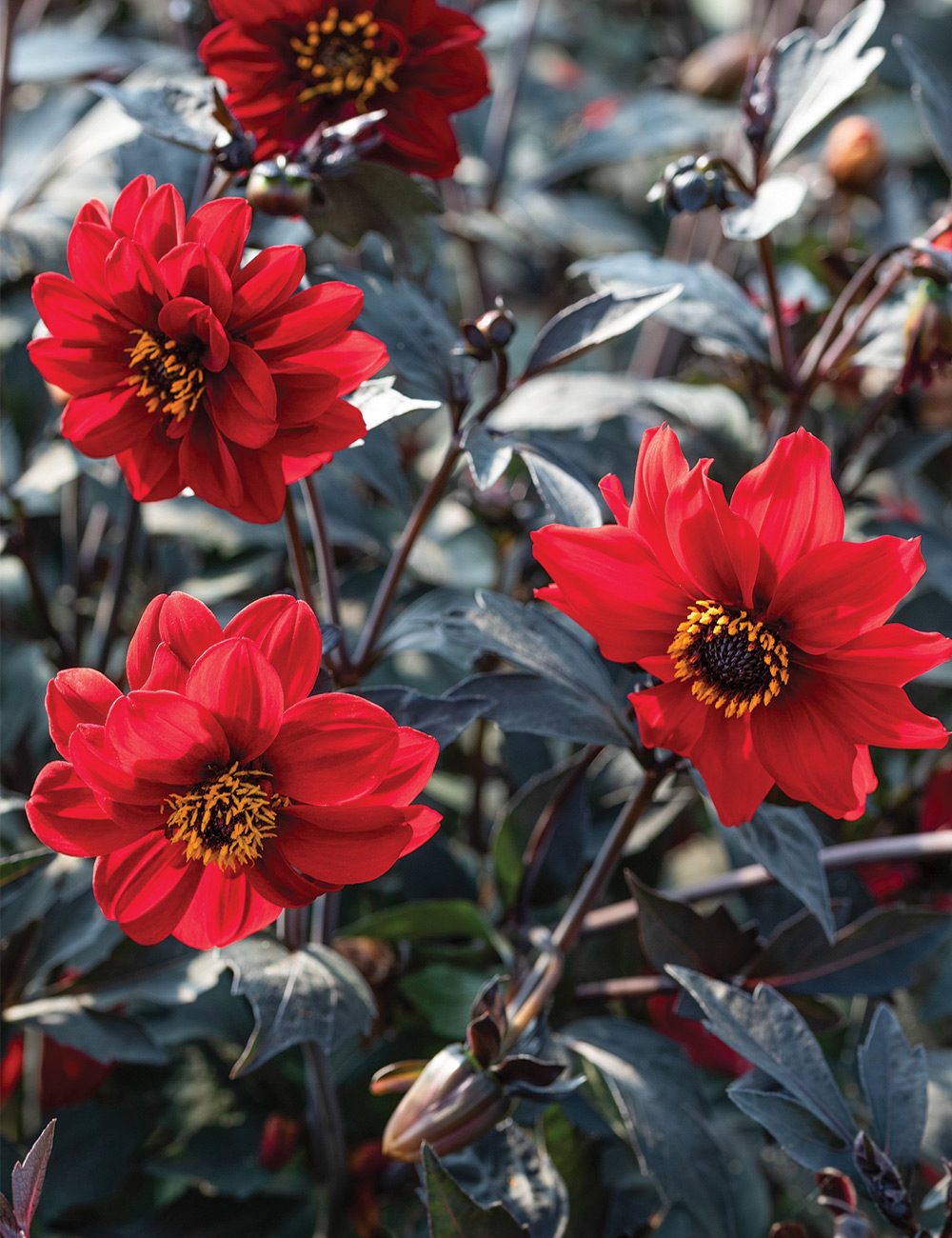 Dwarf Dahlia 'Black Forest Ruby'