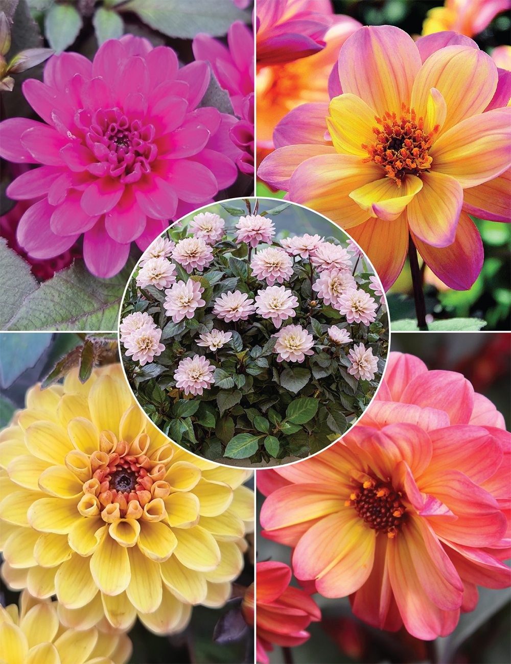 Foliage Dahlias Collection