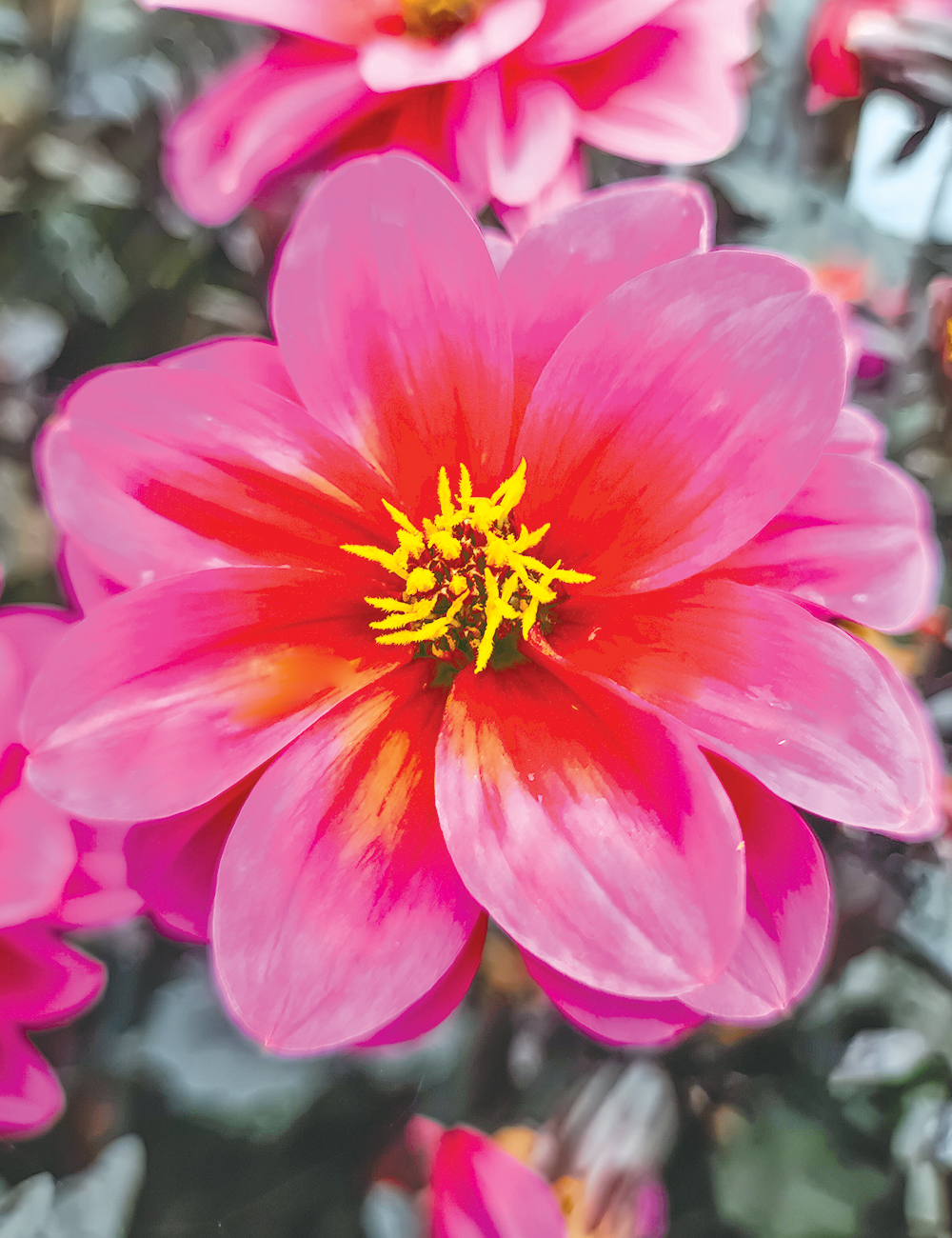 Dahlia 'Dreamy Dance'