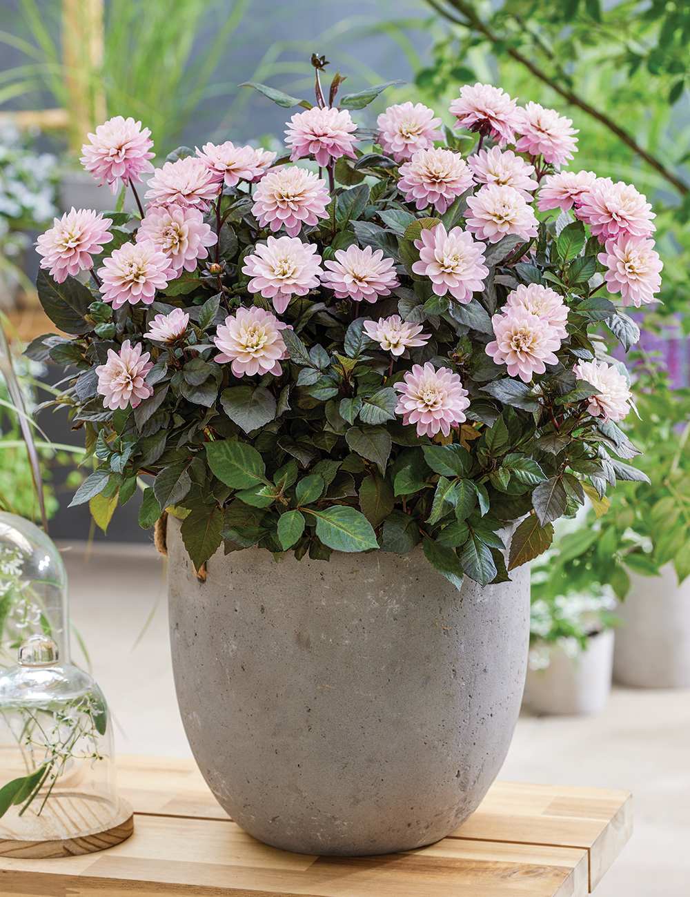 Dahlia 'Dreamy Double Rose'