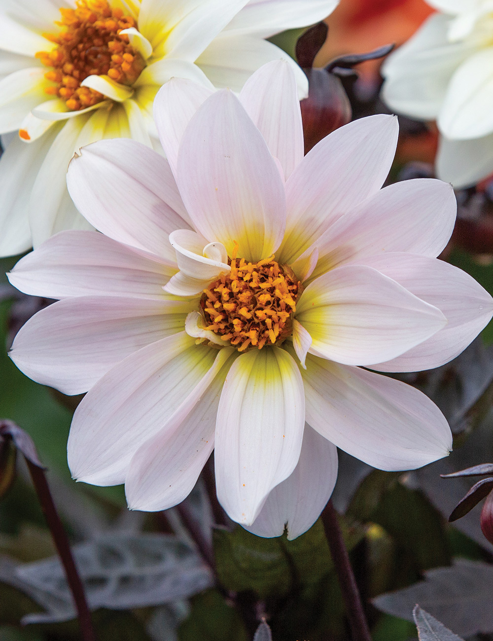 Dahlia 'Dreamy Days'