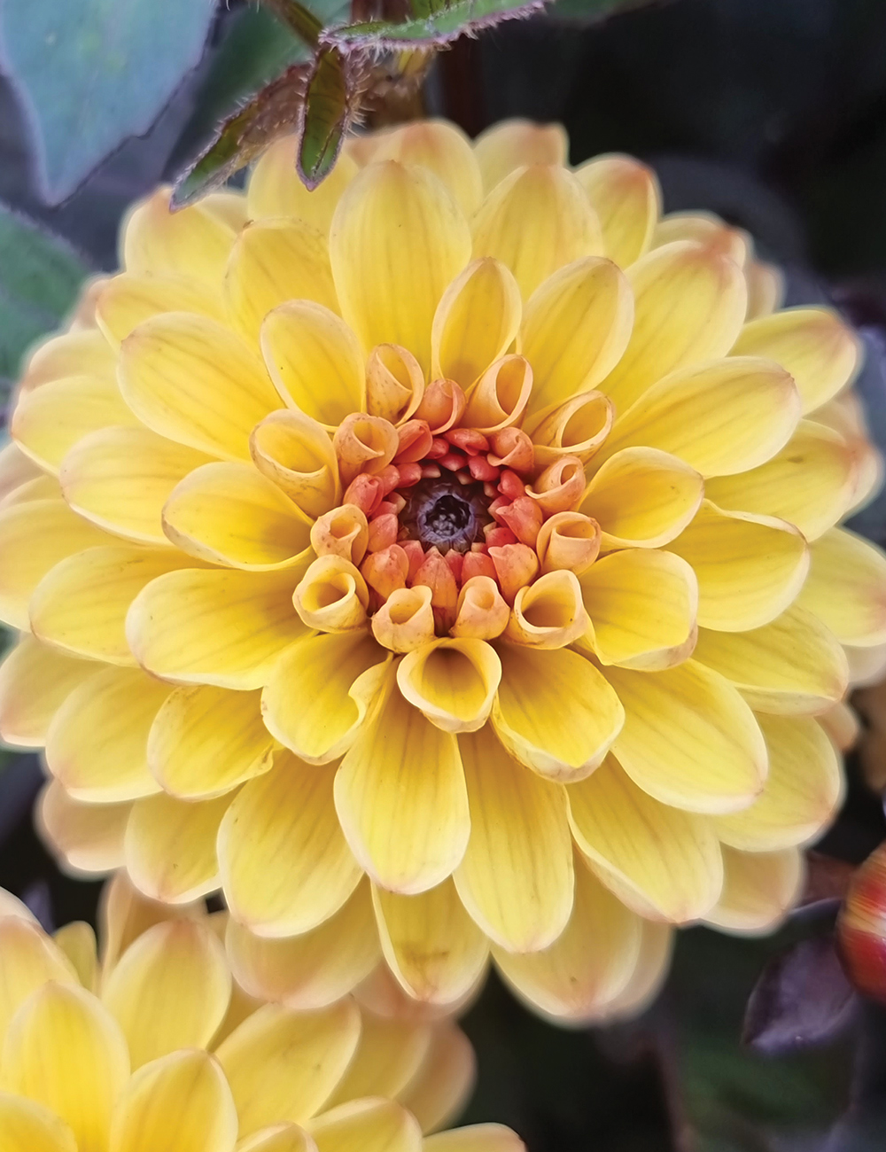 Dahlia 'Dreamy Gold'