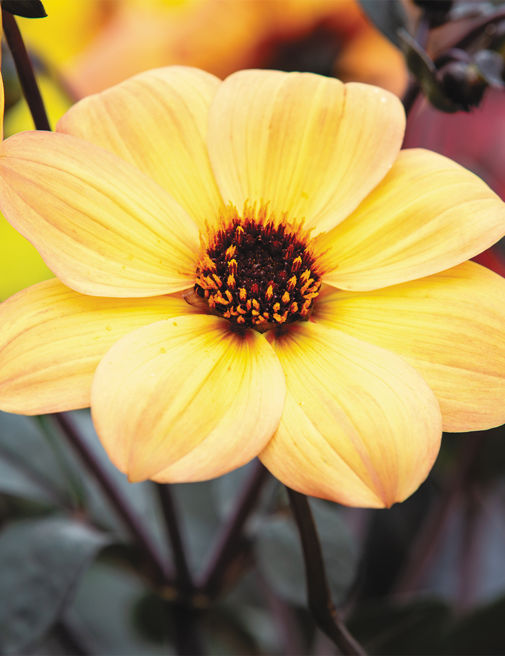 Dwarf Dahlia Mystic 'Haze'