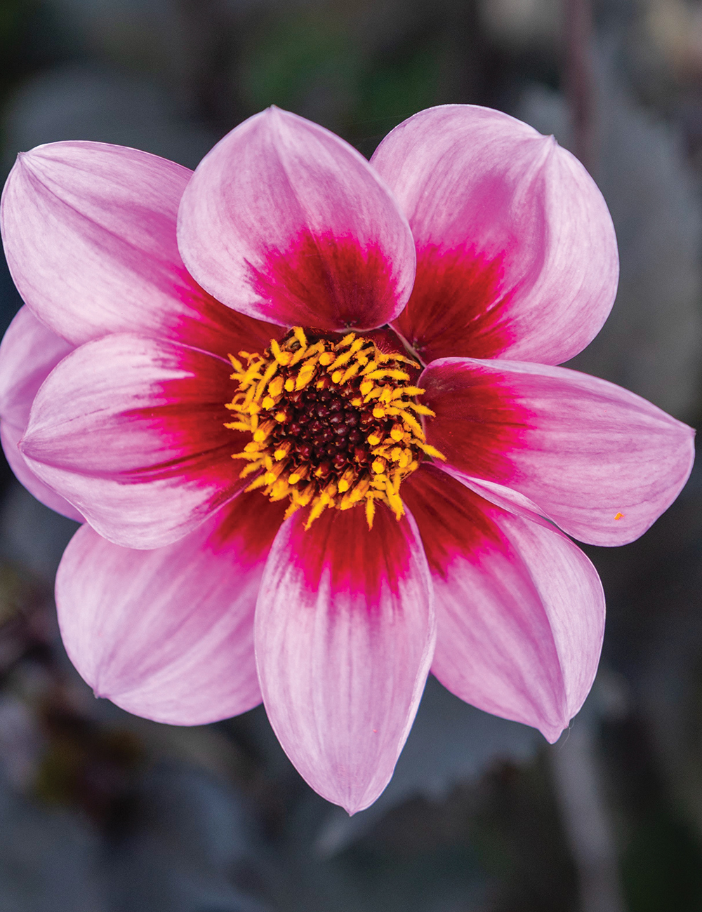 Dahlia Dahlegria 'Pink Halo'
