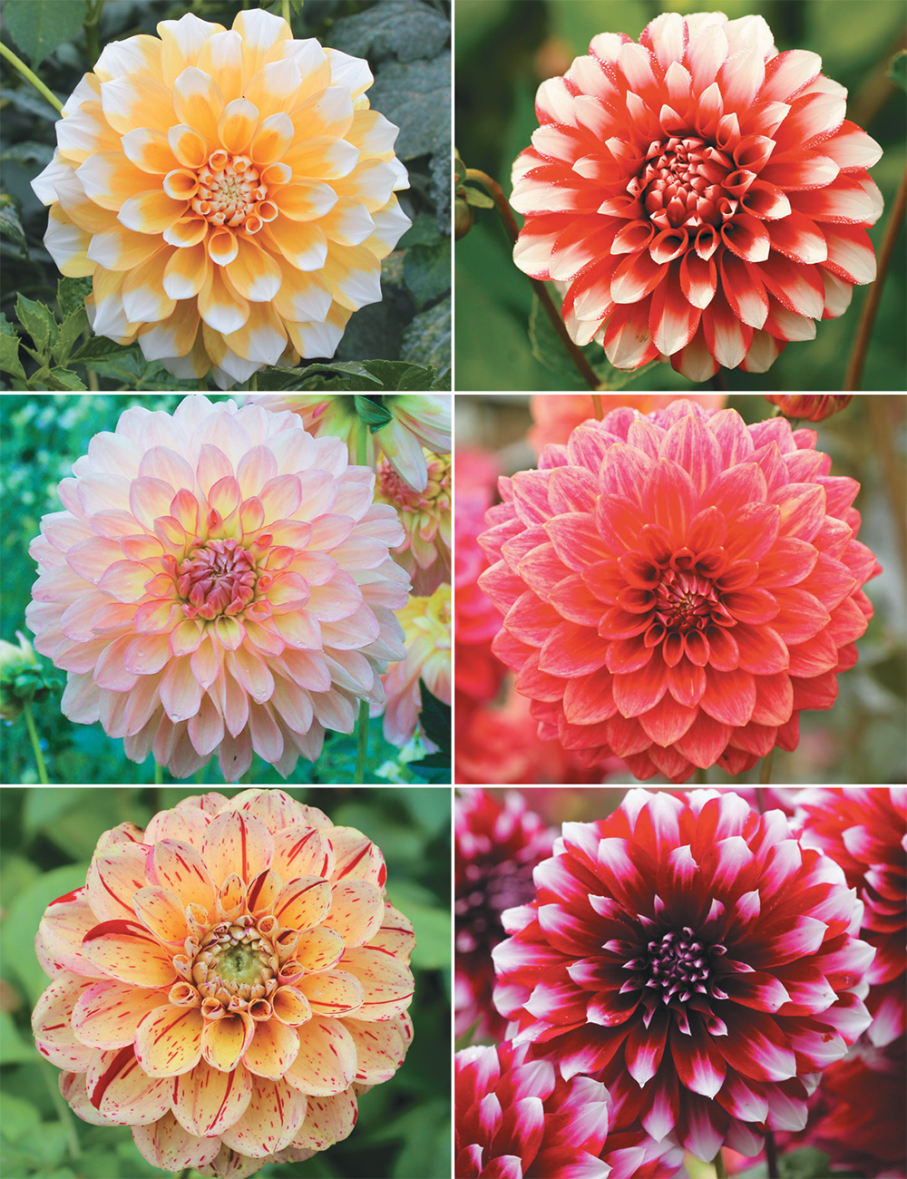 Eye Popping Dahlias Collection