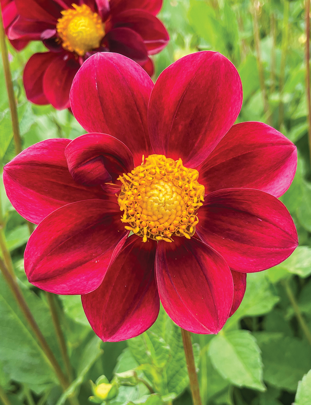 Dahlia 'Life on Mars'