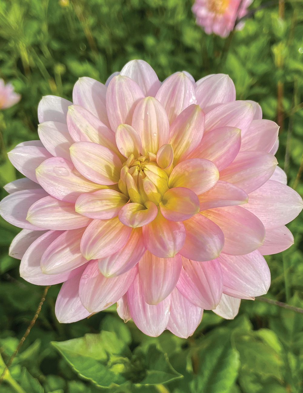 Dahlia 'Seagull'