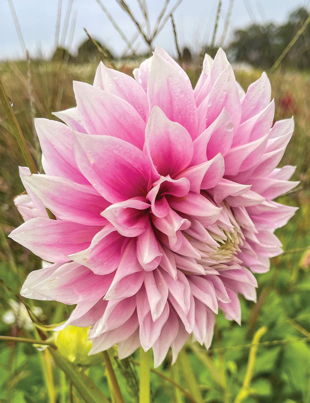Dahlia 'Clara Thora'