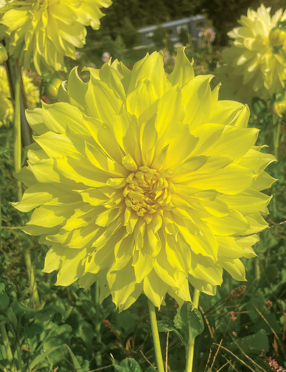 Dahlia 'Wanda's Capella'