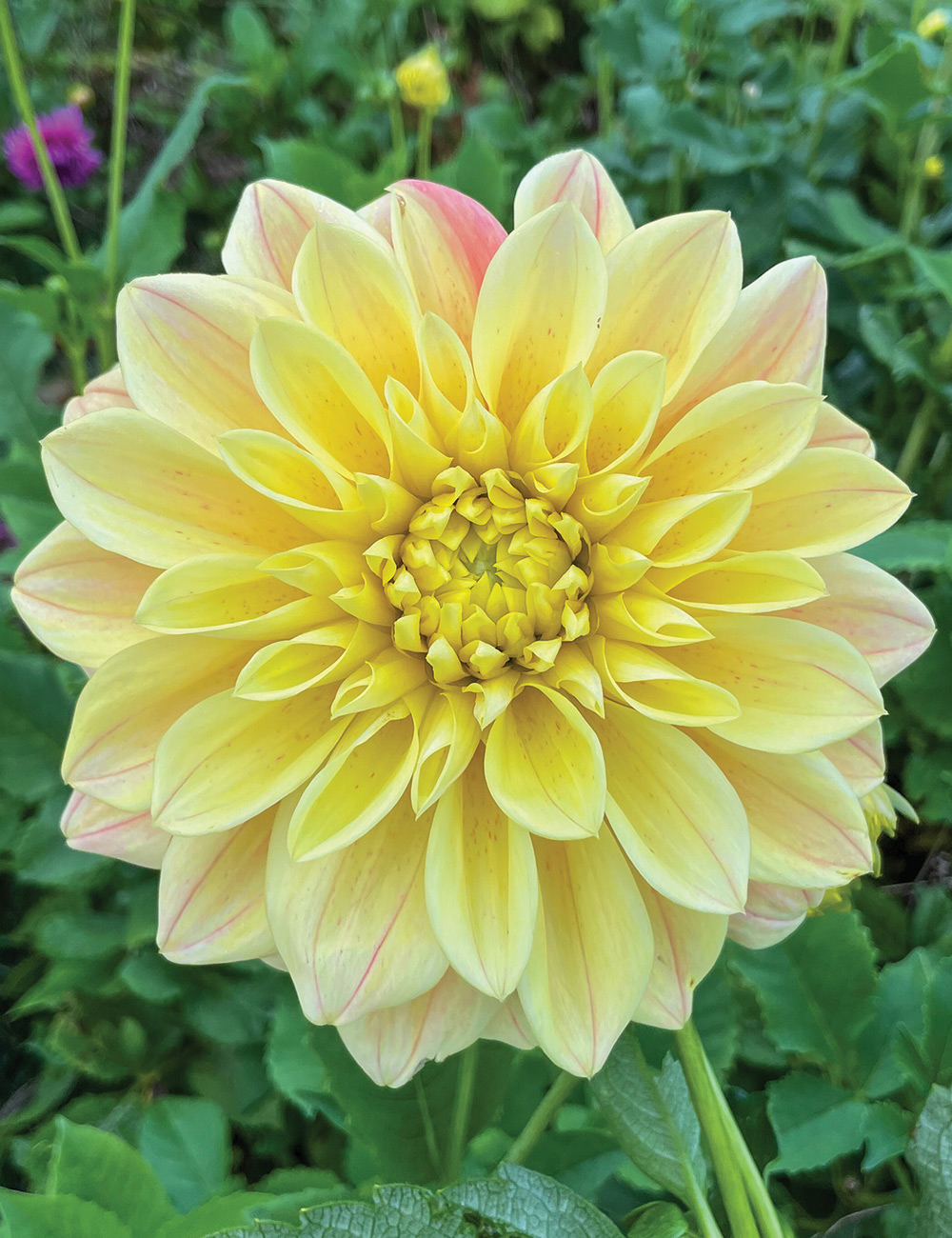 Dahlia 'Yellow Winkie'