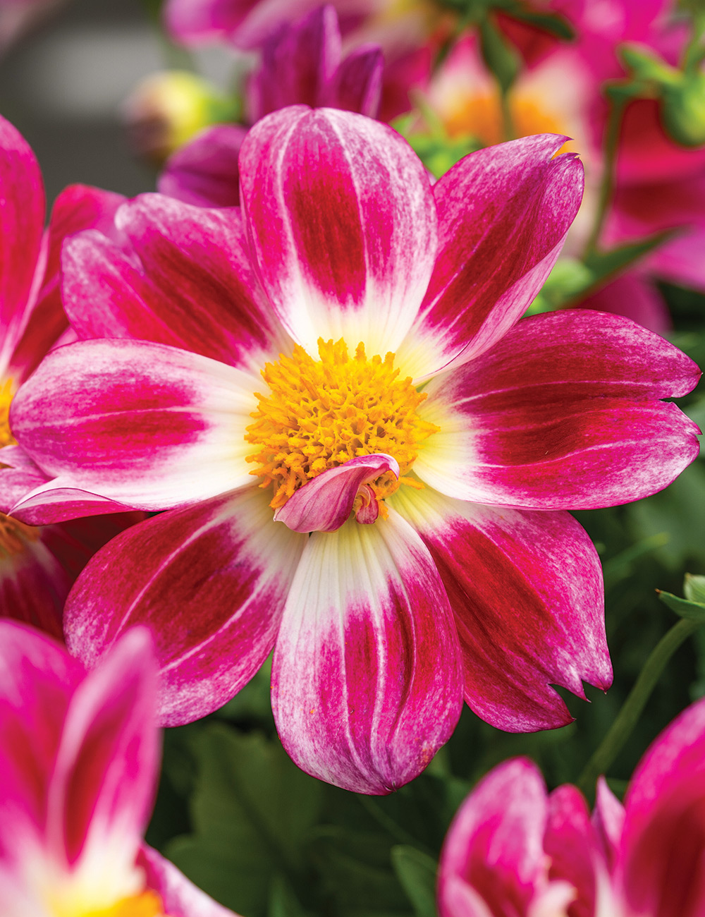 Dwarf Dahlia 'Summer Bees Purple Bicolour'