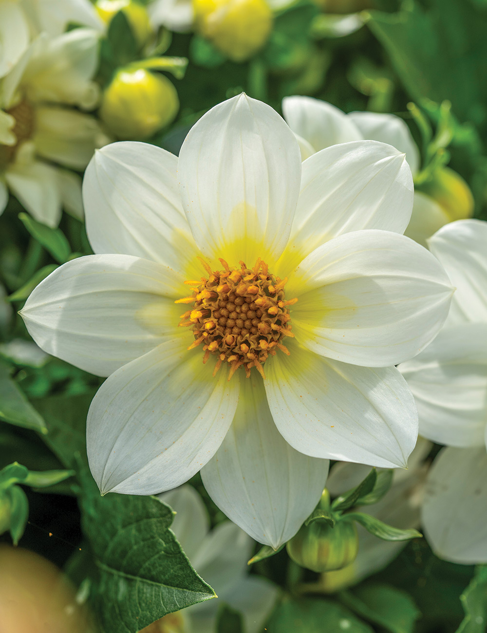 Dwarf Dahlia 'Summer Bees White'