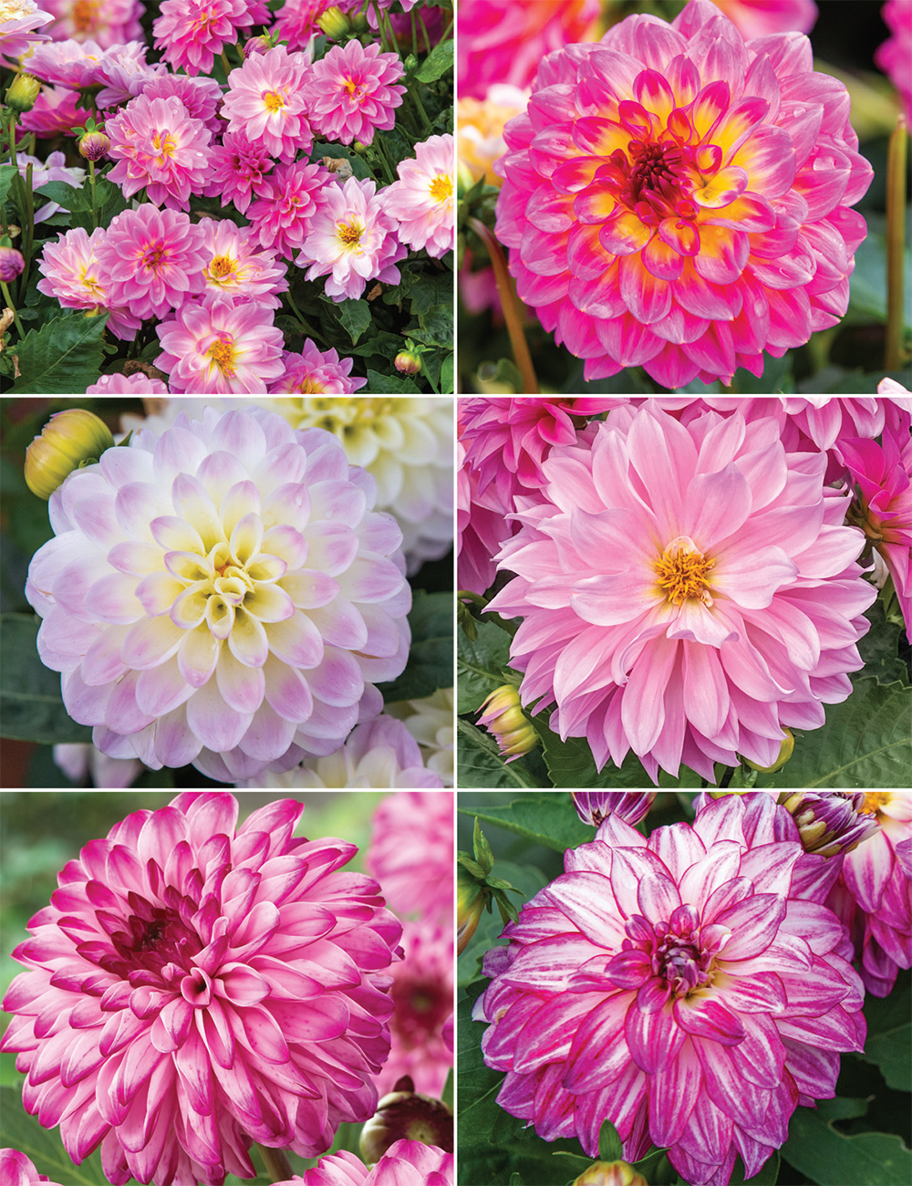 Dwarf Dahlias Collection