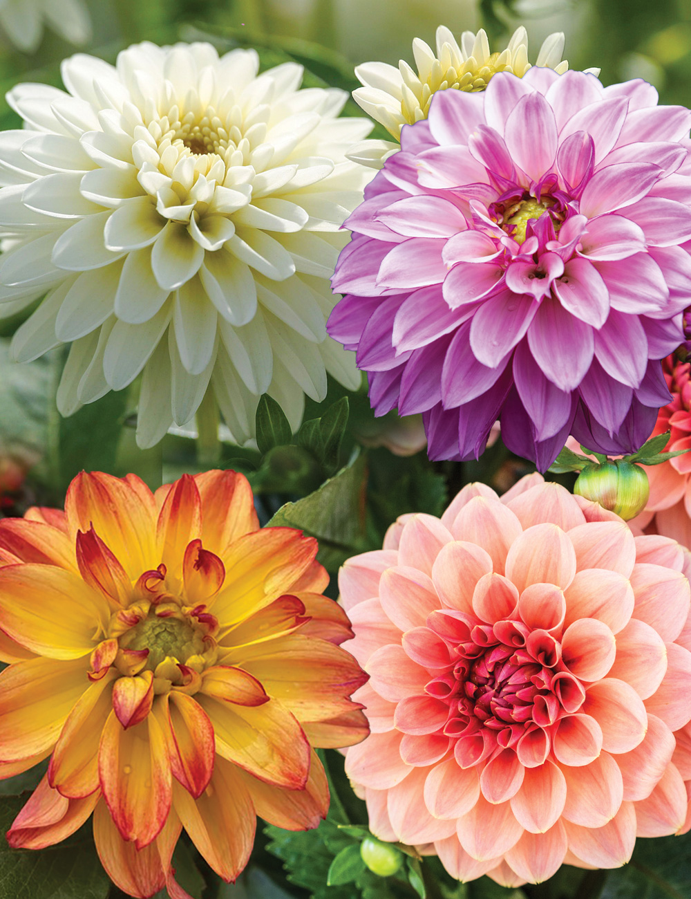 Dwarf Dahlia Hypnoticas Mixed