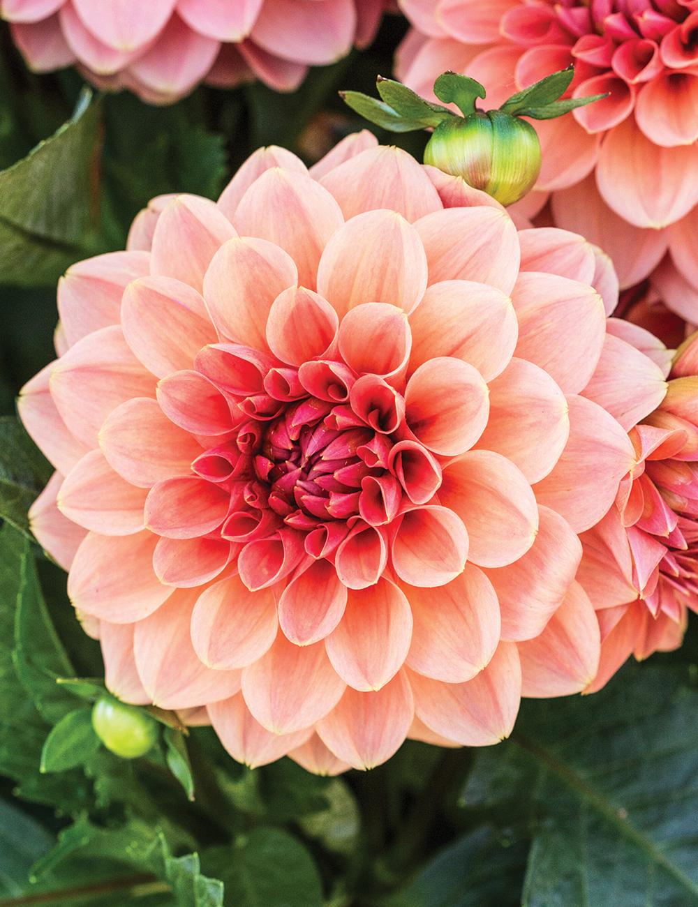 Dwarf Dahlia Hypnotica 'Orange'
