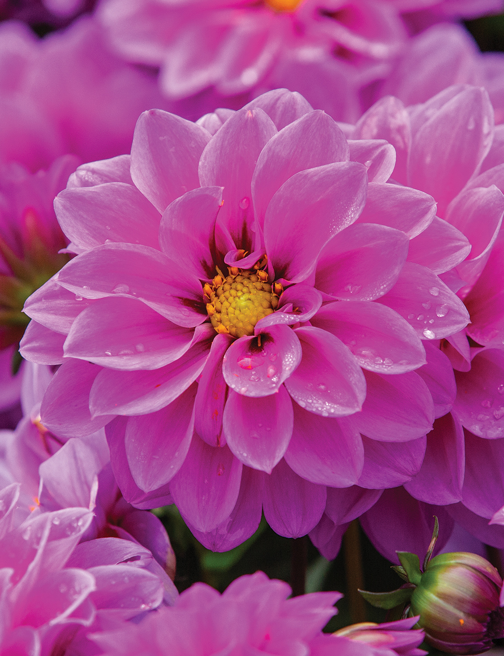 Dwarf Dahlia Hypnotica 'Lavender'