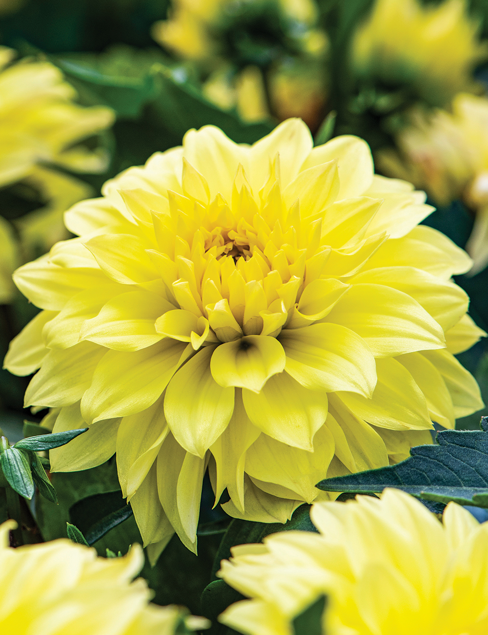 Dwarf Dahlia Hypnotica 'Yellow'