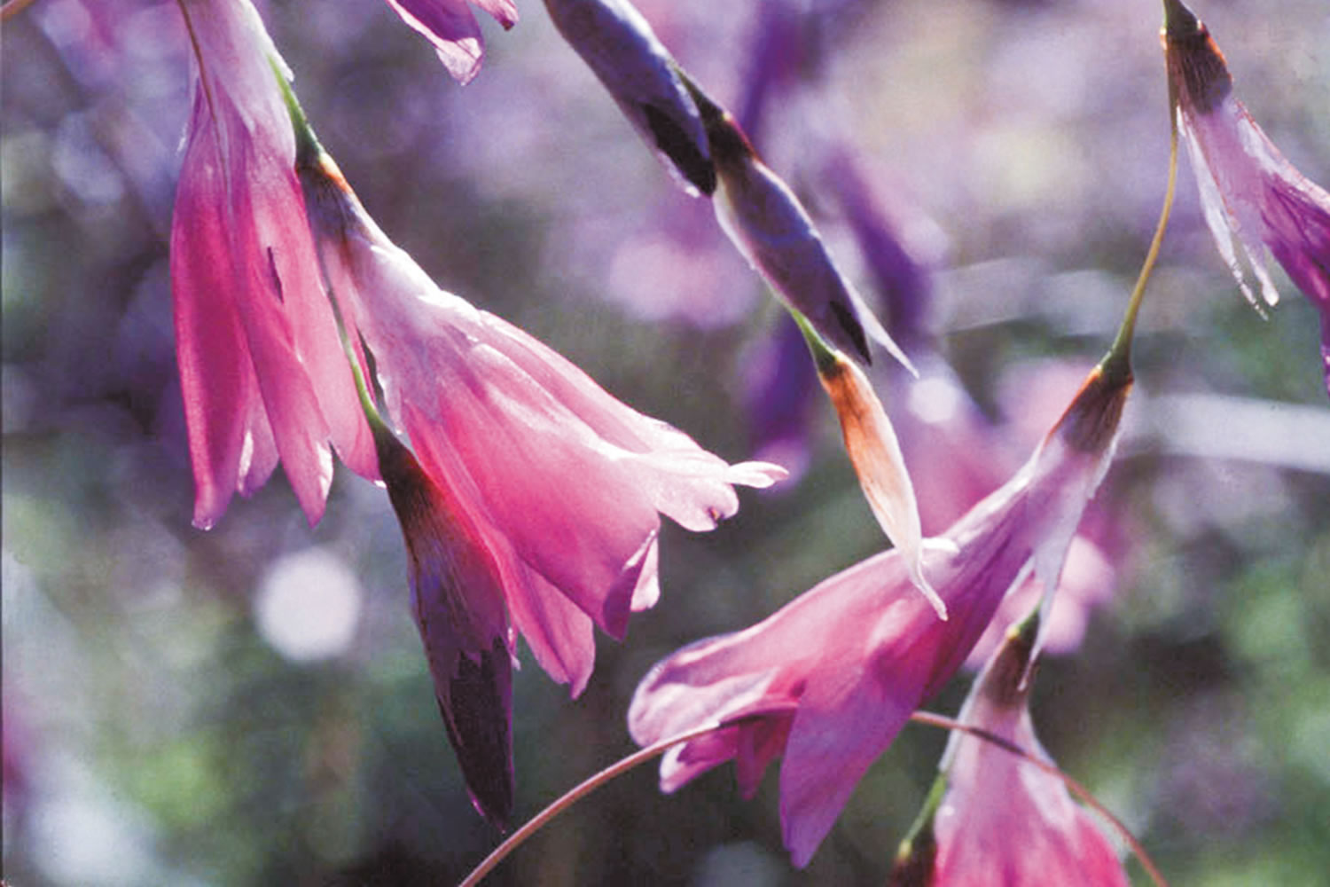 Angel's Fishing Rod 'Zulu Burgundy Wine'