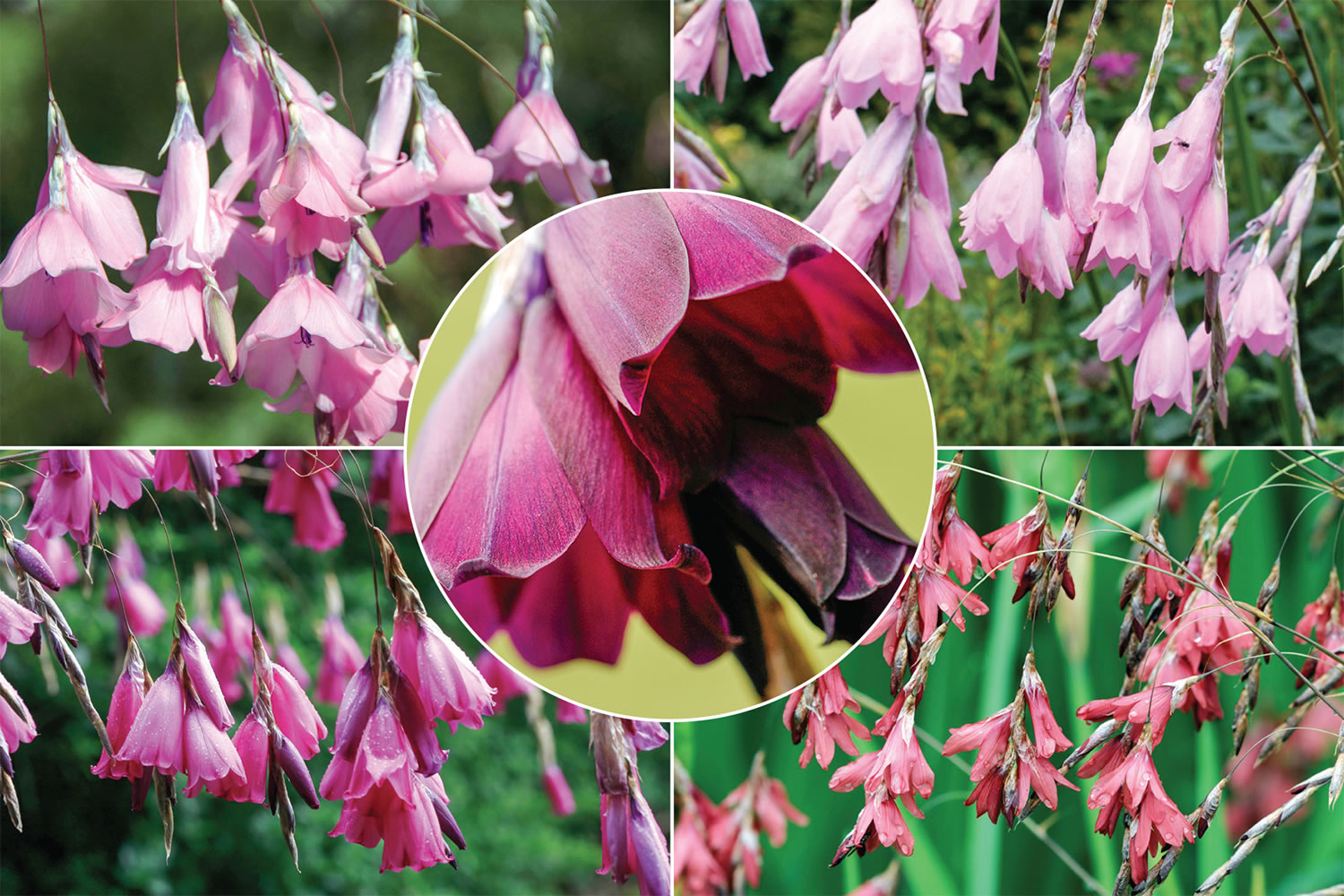 Angel's Fishing Rod Zulu Collection