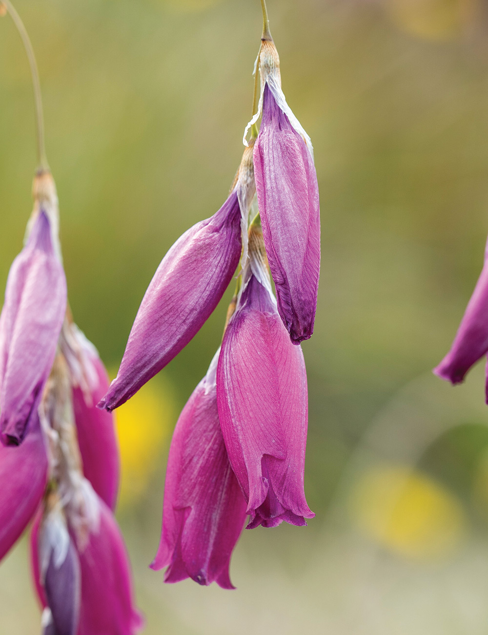 Angel's Fishing Rod 'Zulu Blackberry'