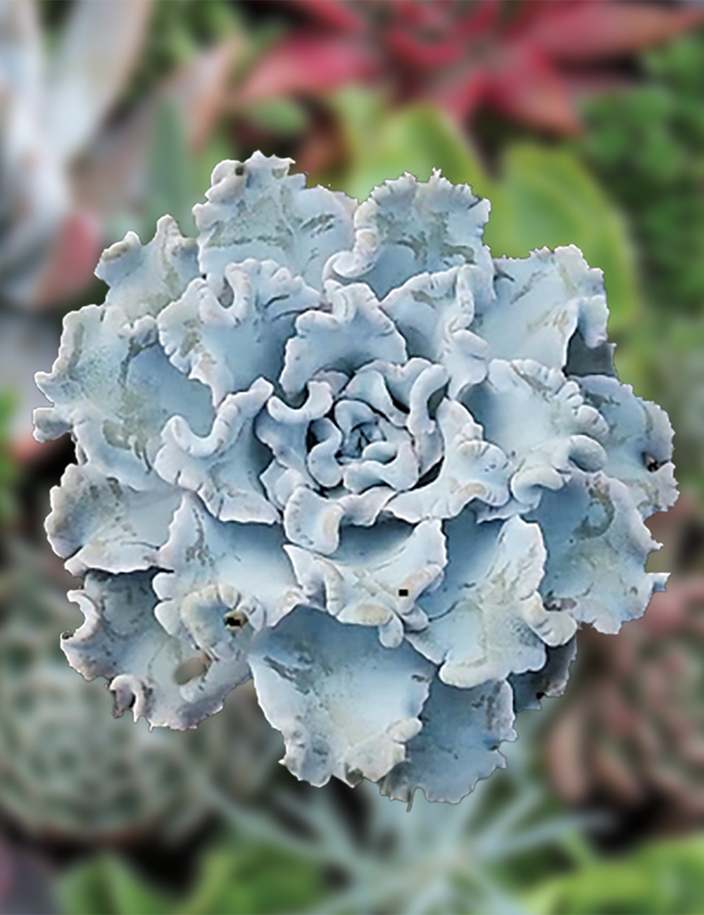 Echeveria 'Crispate Beauty'