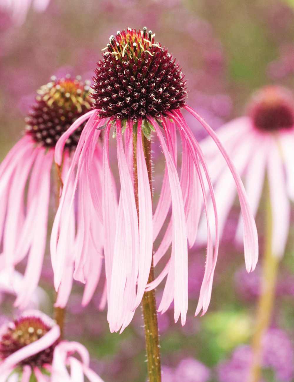 Echinacea 'Pale Purple Coneflower'