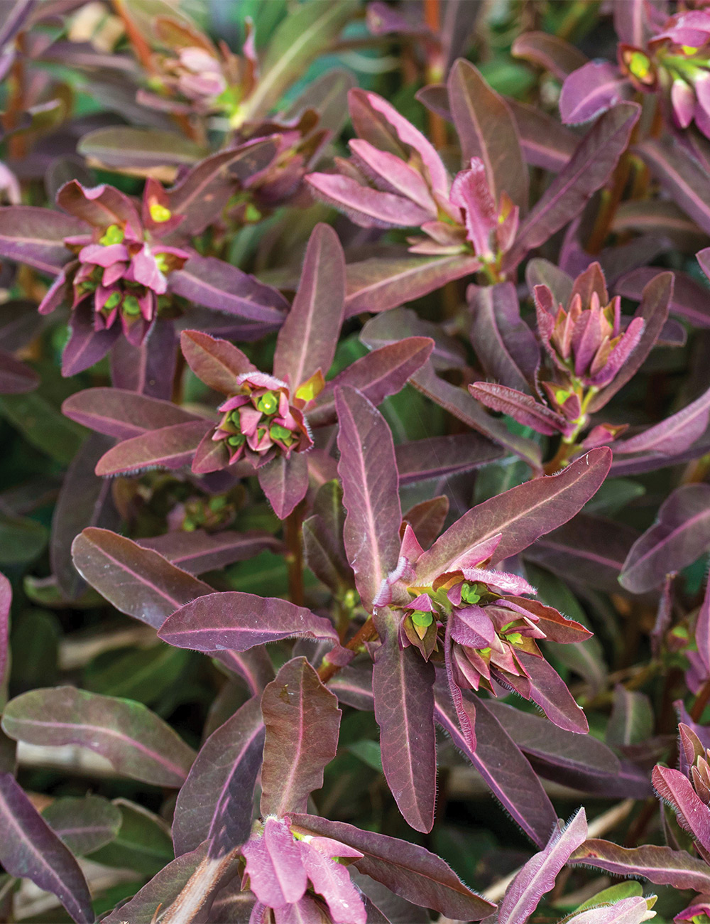 Euphorbia 'Chameleon'