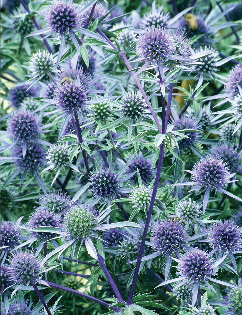 Seaholly Blue Glitter