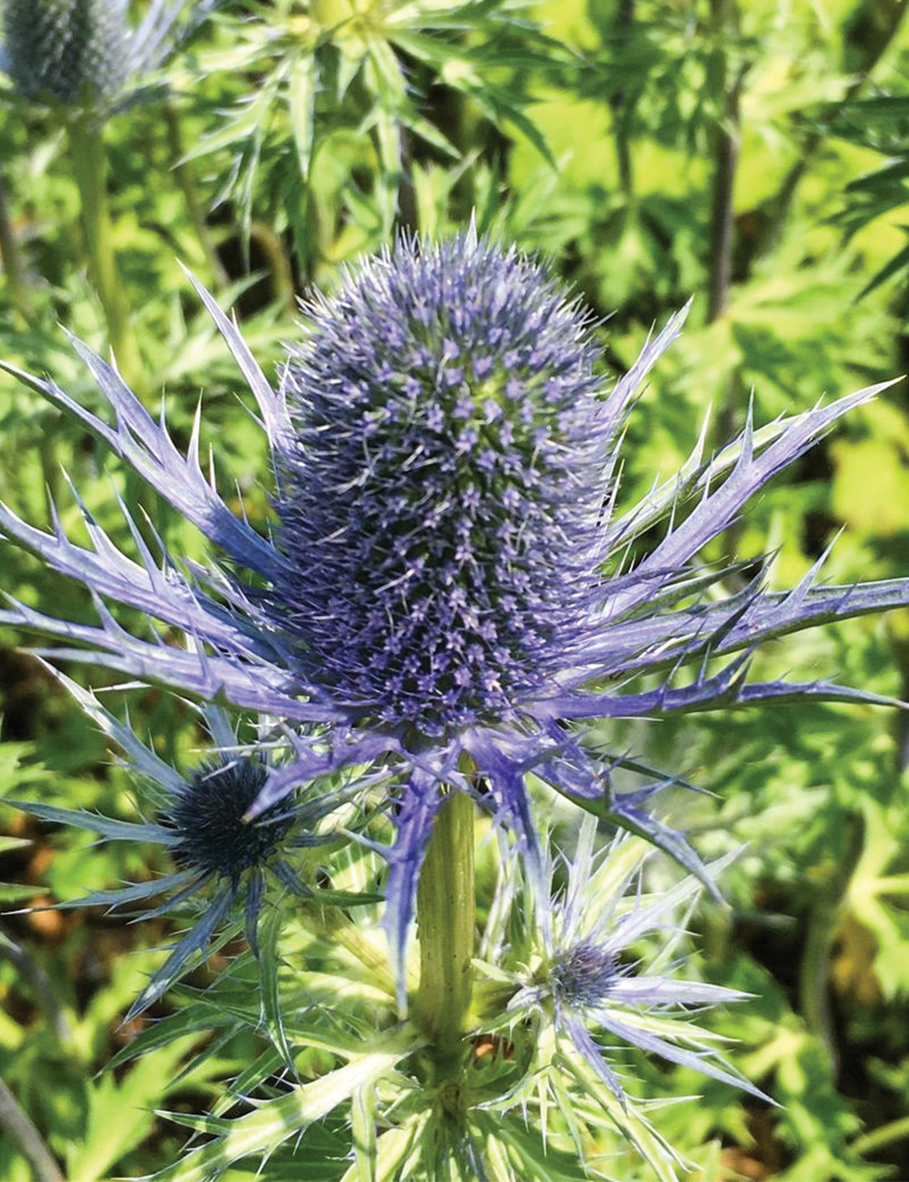 Seaholly 'Violetta'