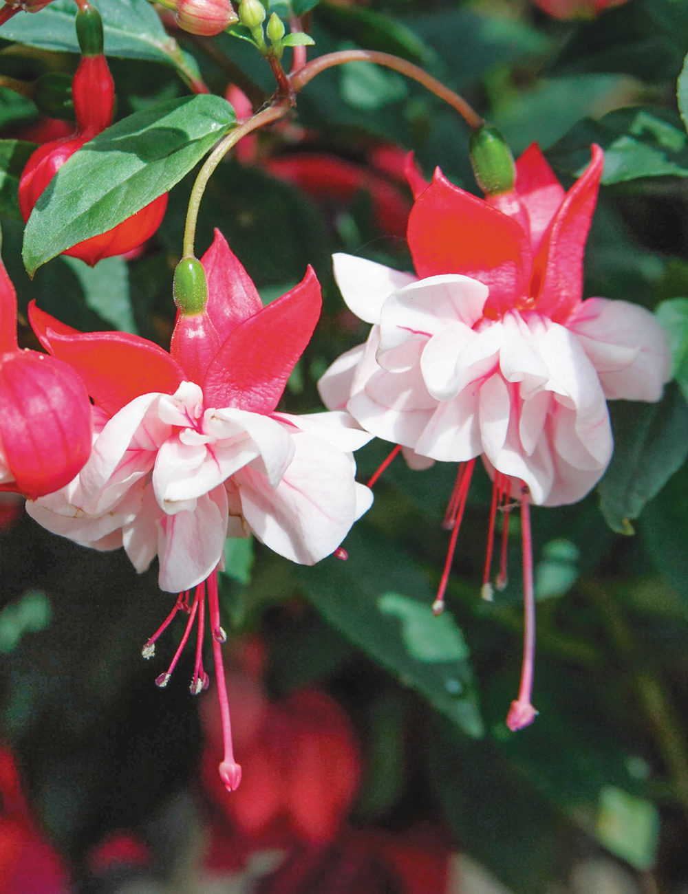 Fuchsia 'R.A.F.'