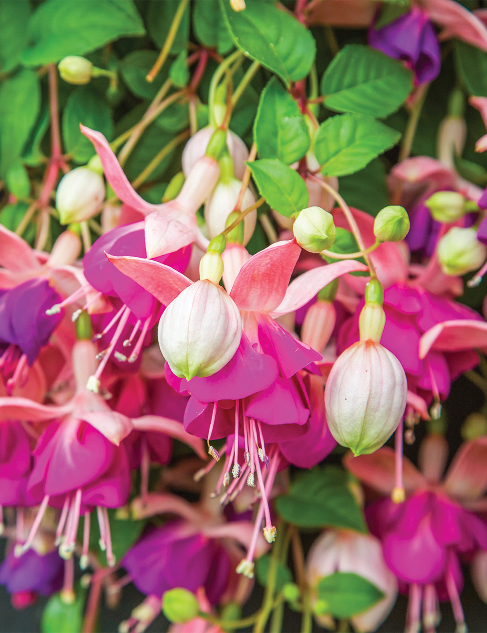 Fuchsia 'The Spoiler'