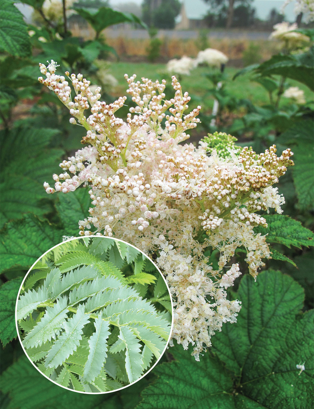 Filipendula Giant Sweetmeadow