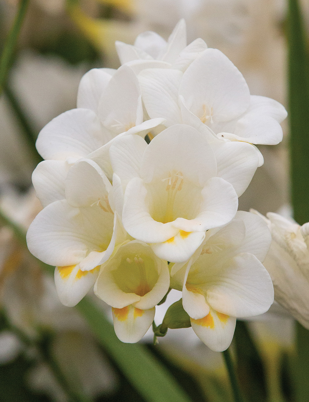 Bergunden Freesia 'Anouk'