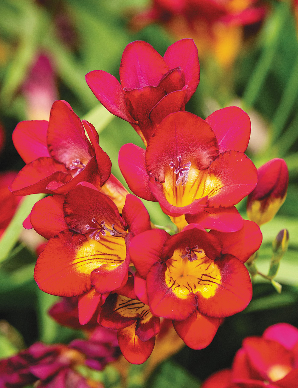 Bergunden Freesia 'Bordeaux'