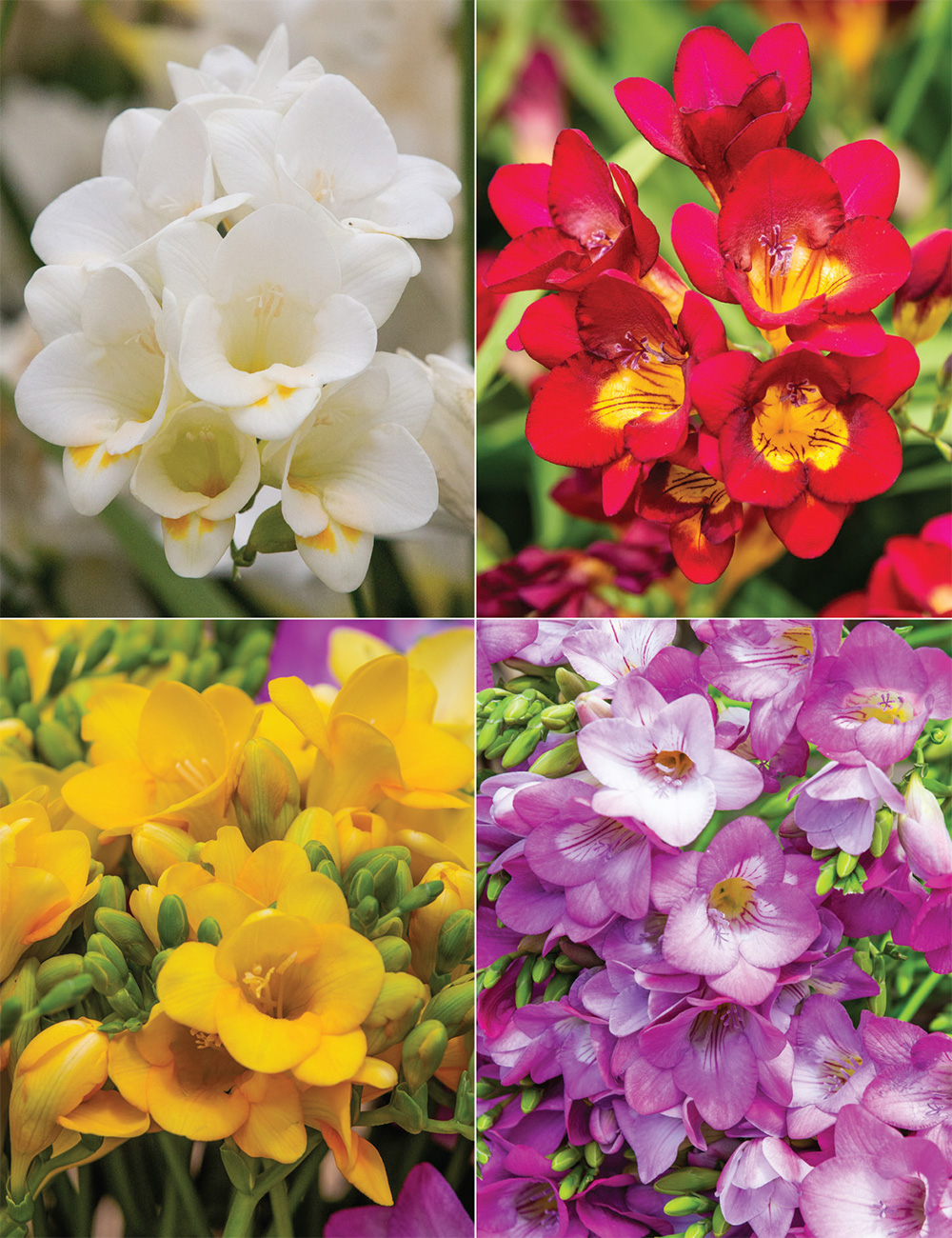 Bergunden Freesias Collection