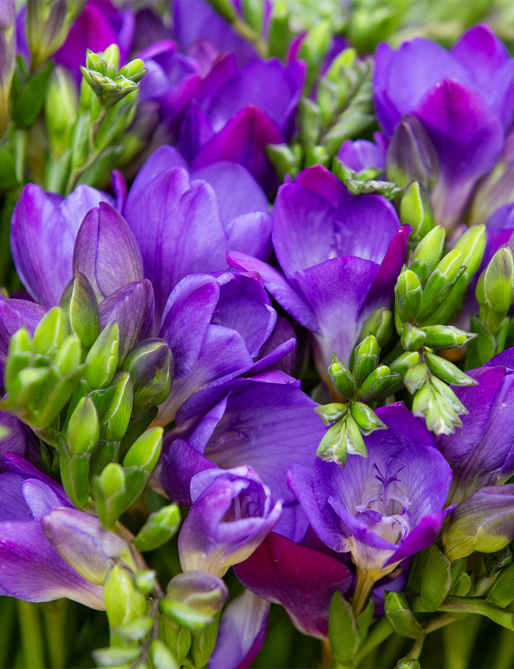 Fantasia Freesia 'Blue Bayou'