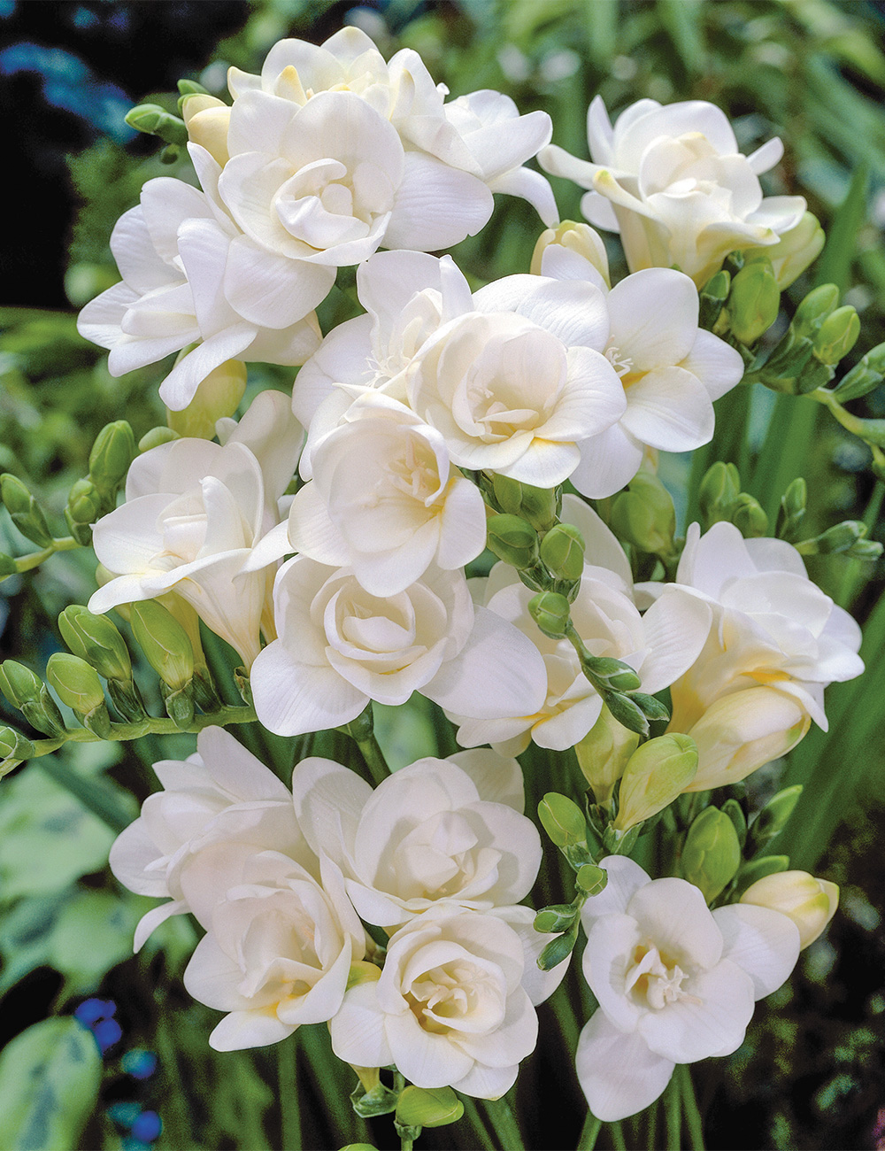 Fantasia Freesia 'Starlight'