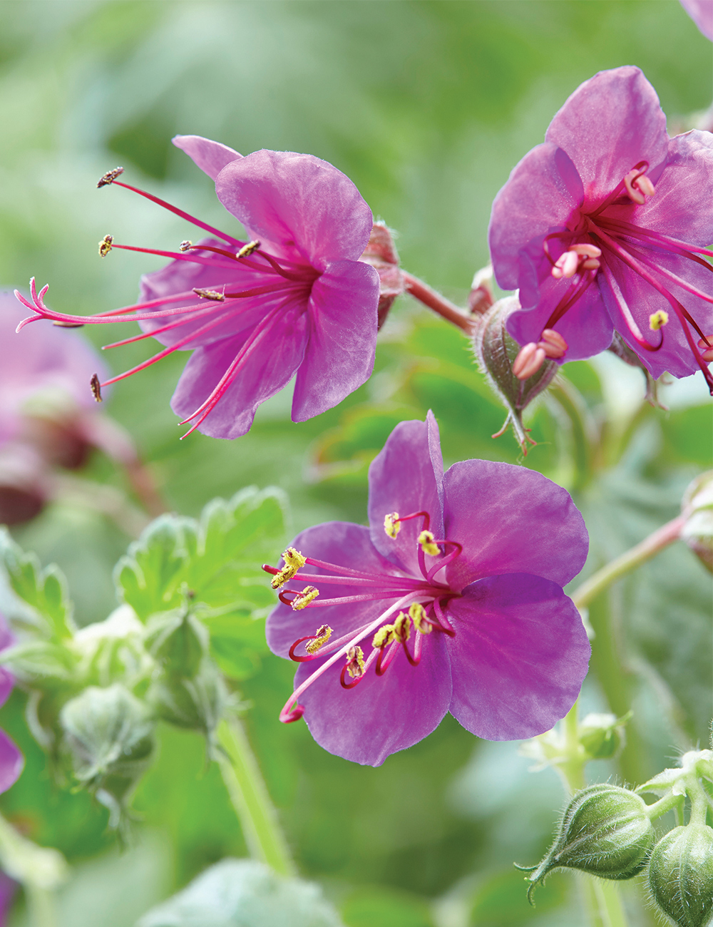 Bulgarian Geranium
