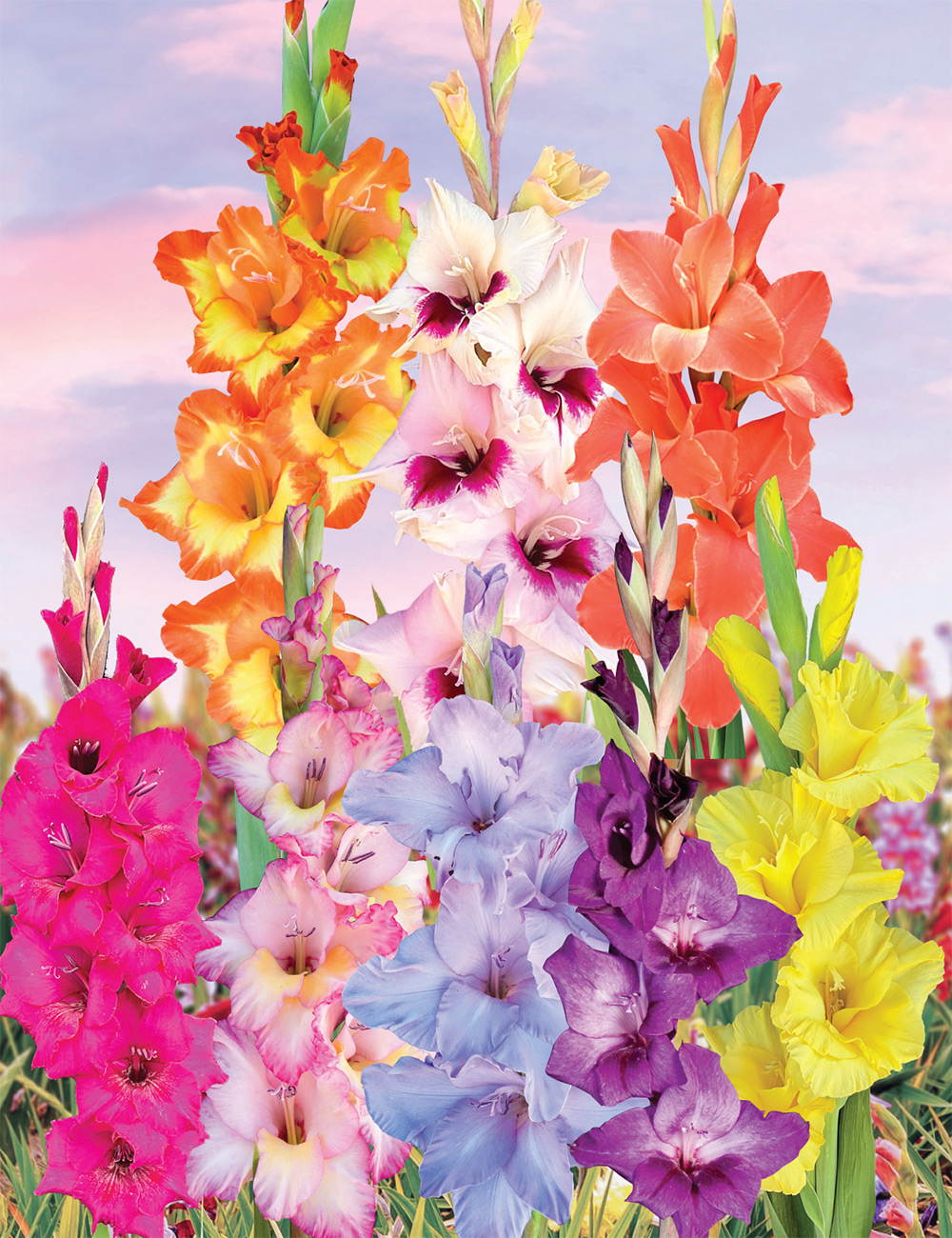 Gladioli - Dame Edna's Delights Collection