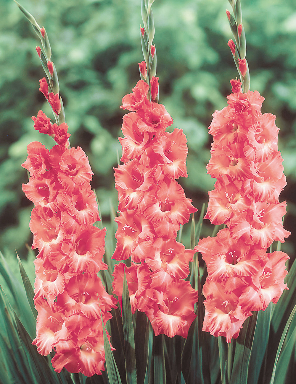 Gladioli 'Indian Summer'