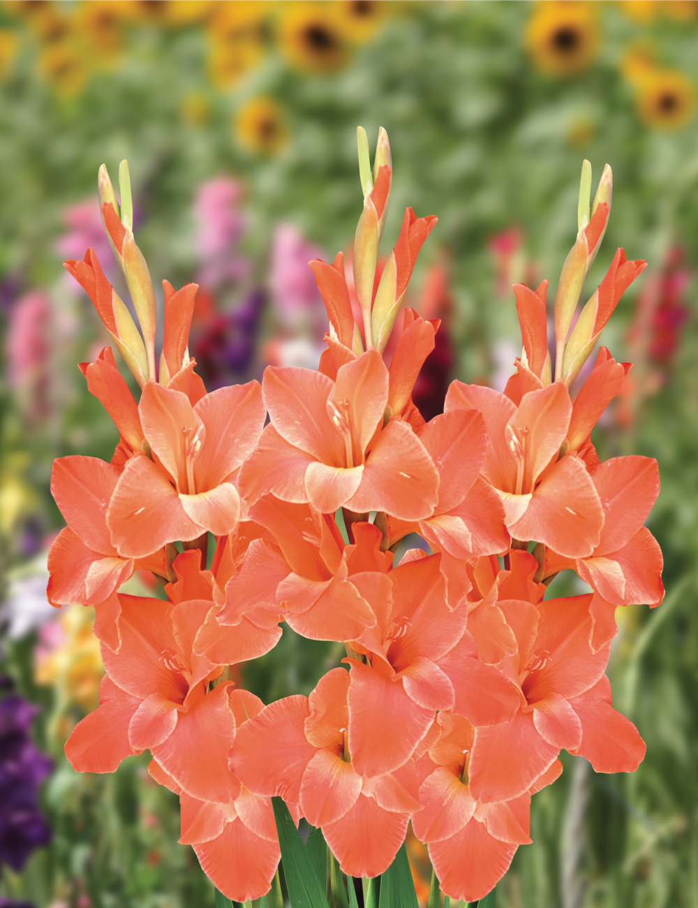 Gladioli 'Live Oak'